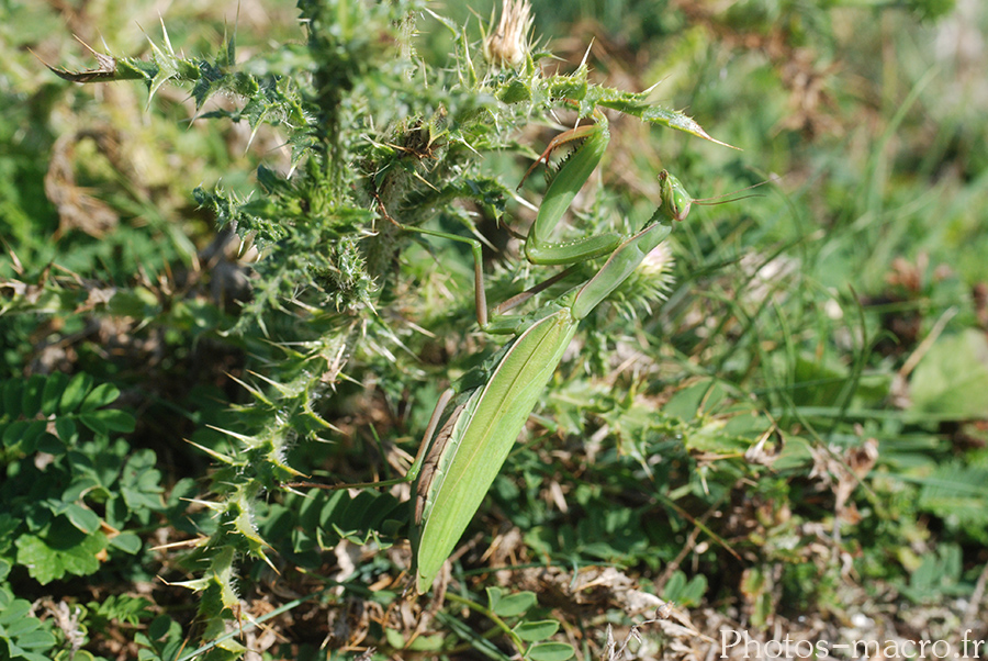 Mantis religiosa